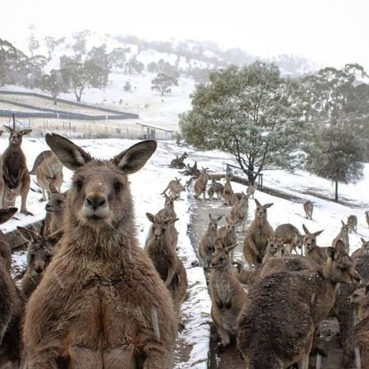 austrália