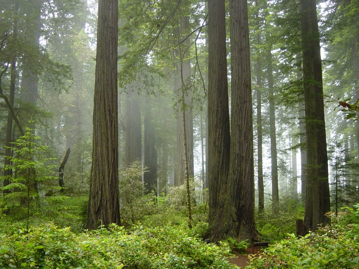 Parques de Redwood