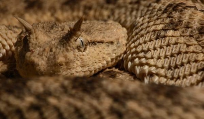 Víbora chifruda