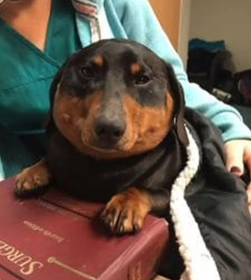 Saco Do Cachorro Inchado E Vermelho Travessura animal: olha o que aconteceu com o coitado deste cachorro