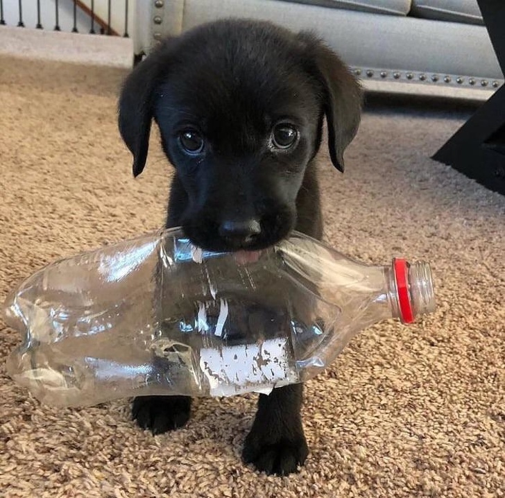 Cãozinho com a garrafa na boca