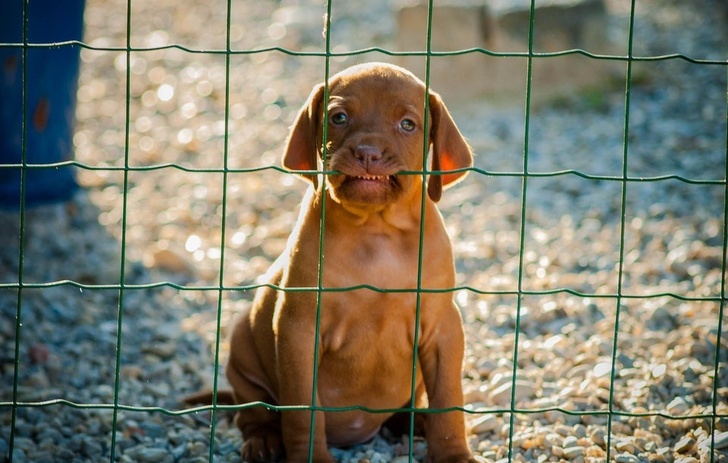 cão