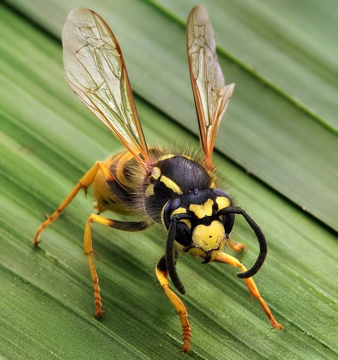 Vespinha