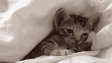 gato