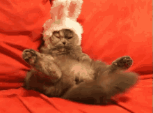 gato