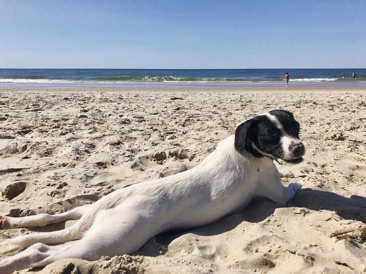 Cachorro na praia