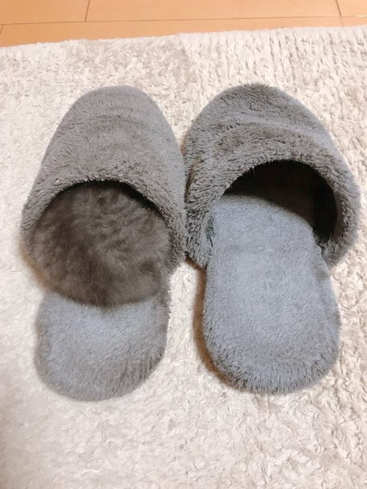 gato na pantufa