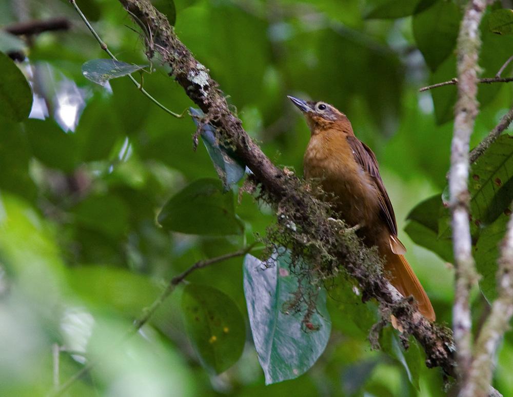 (The Internet Bird Collection/Ciro Albano)