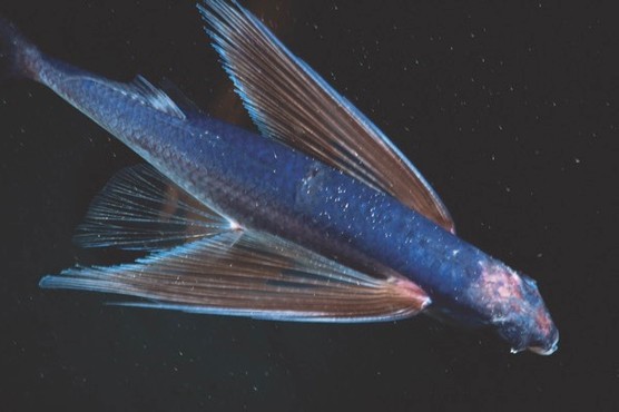 Os 10 Peixes Mais Rapidos Do Mundo Mega Curioso