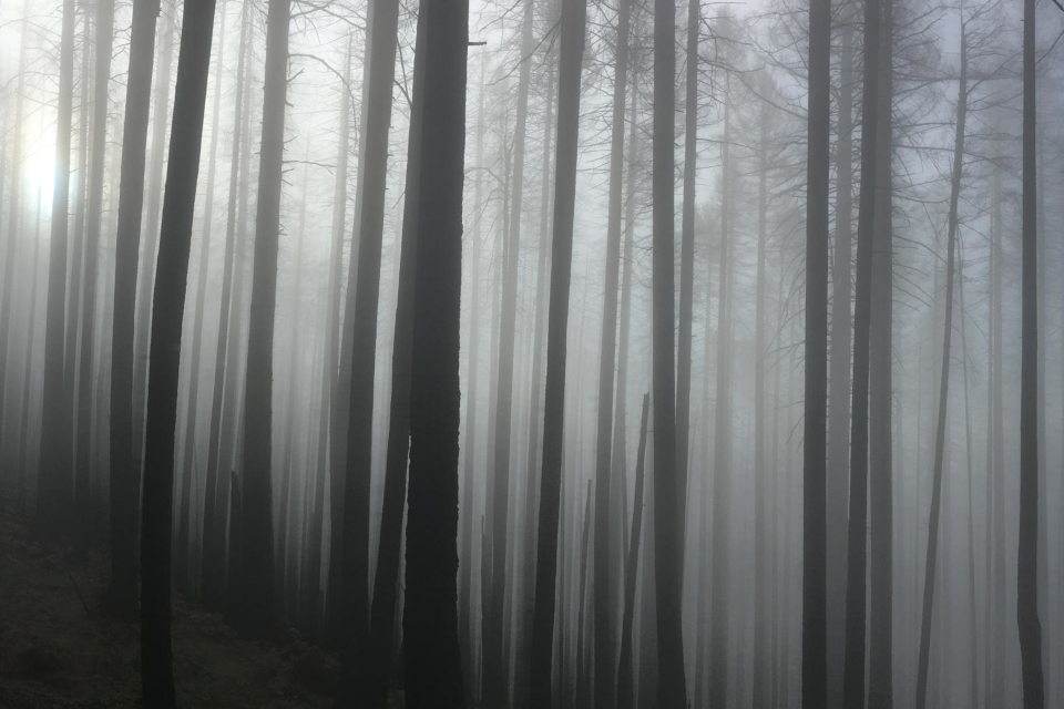 Foto tirada com iPhone 6 vence concurso anual de fotografia nos EUA