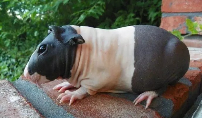 Resultado de imagem para porquinho-da-Ãndia skinny pig