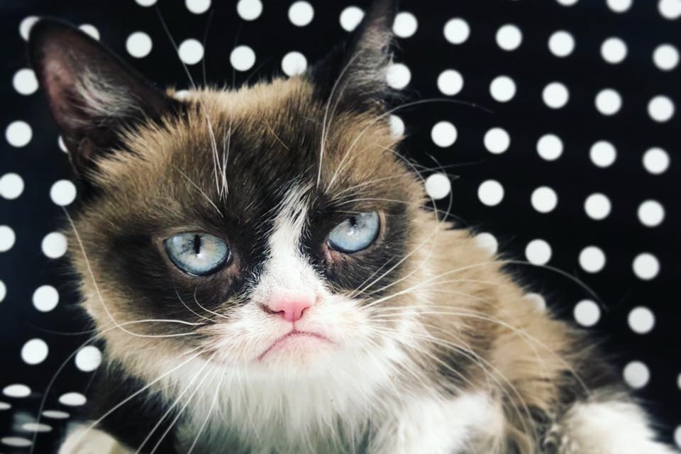 Imagem de: Morre Grumpy Cat, a gata mais ‘rabugenta’ da internet