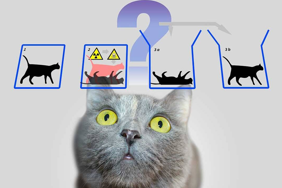 Cientistas resolvem paradoxo do gato de Schrödinger
