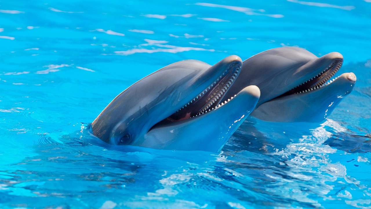 Como humanos, golfinhos fazem amigos com base em interesses comuns