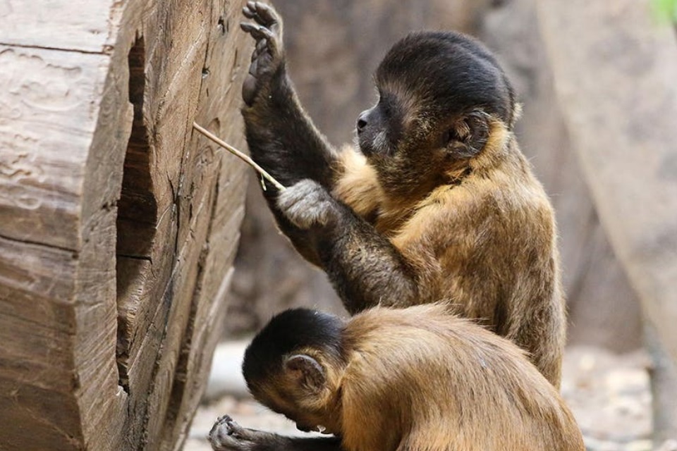 Macacos-prego já estão na Idade da Pedra aqui no Brasil