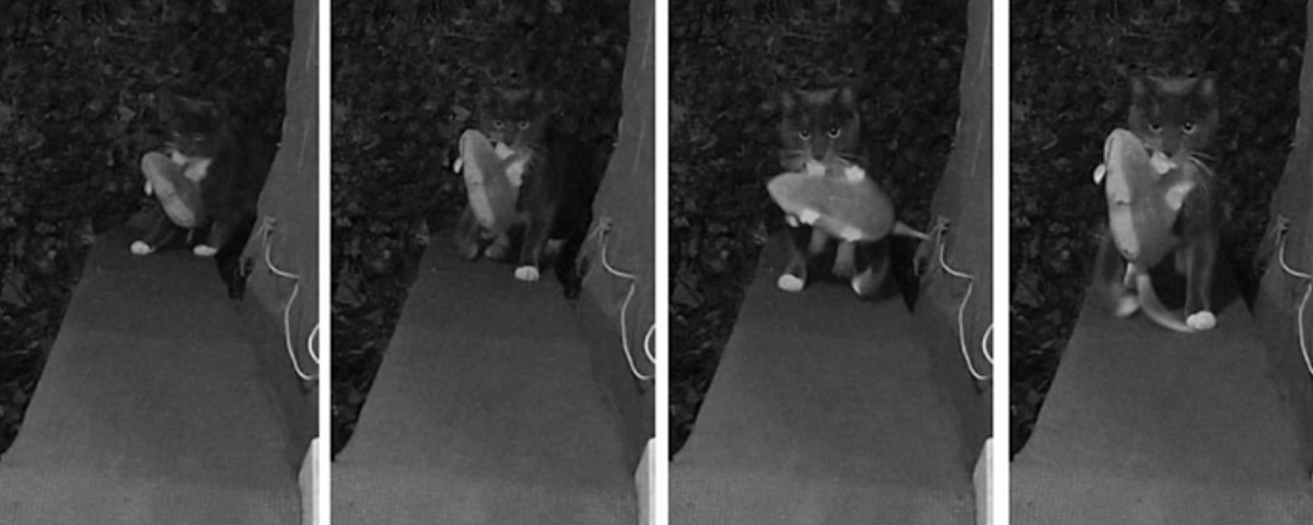 Imagem de: Porta inteligente evita que gatos tragam bichos mortos para dentro de casa