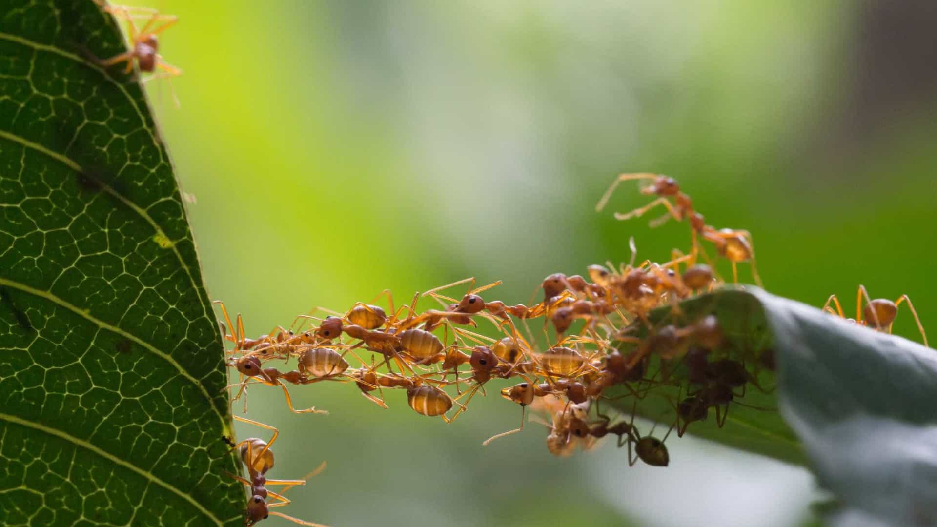Imagem de: Cientistas criam 'robôs-formigas' que se comunicam e trabalham em conjunto