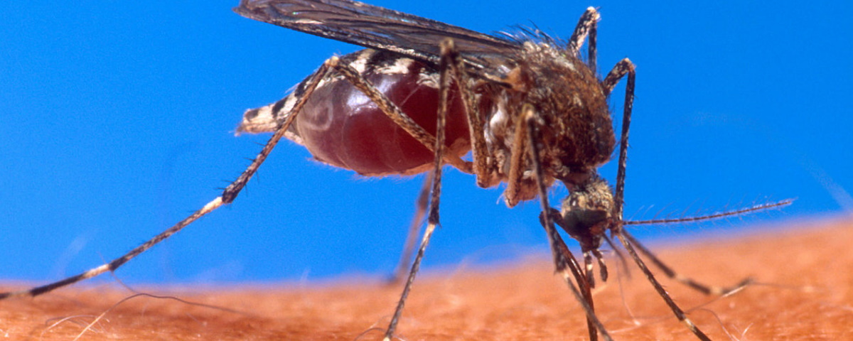 Imagem de: Vírus que provoca inchaço cerebral foi identificado em mosquitos nos EUA