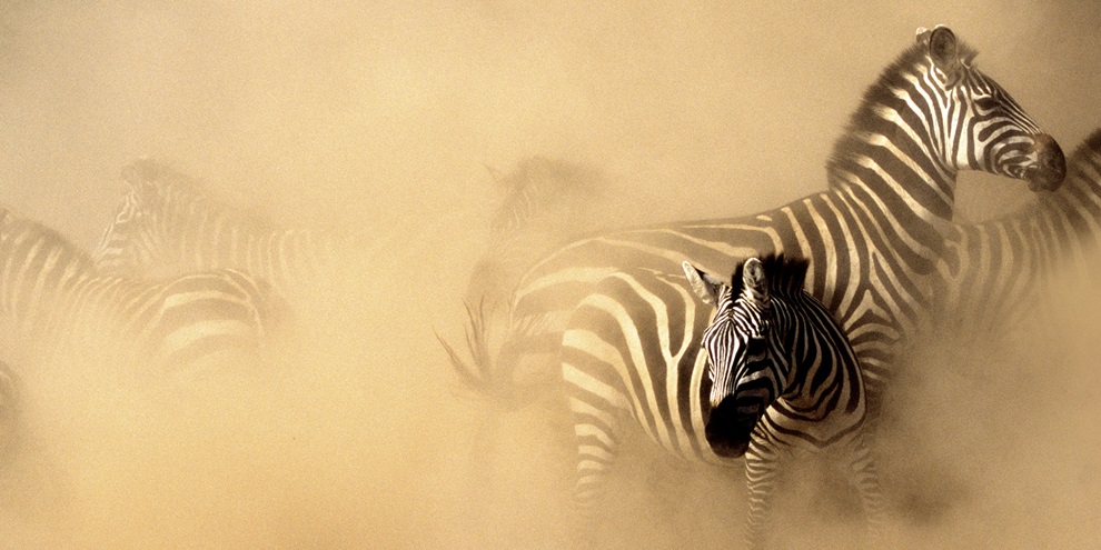 DeepMind utiliza IA para fotos no Serengeti (Fonte: DeepMind/Reprodução)