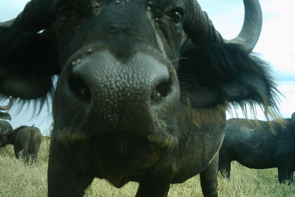 DeepMind utiliza IA para catalogar vida selvagem no Serengeti via fotos