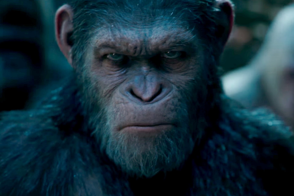 Algum animal na Terra poderia se tornar tão inteligente quanto os humanos?