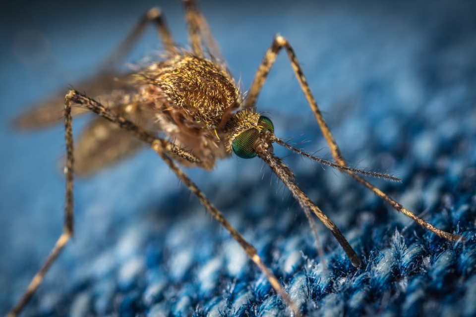 Grafeno pode servir como campo de força contra mosquitos