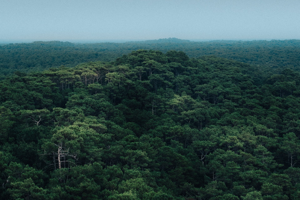 Como a exploração da Floresta Amazônia pode ajudar a protegê-la?