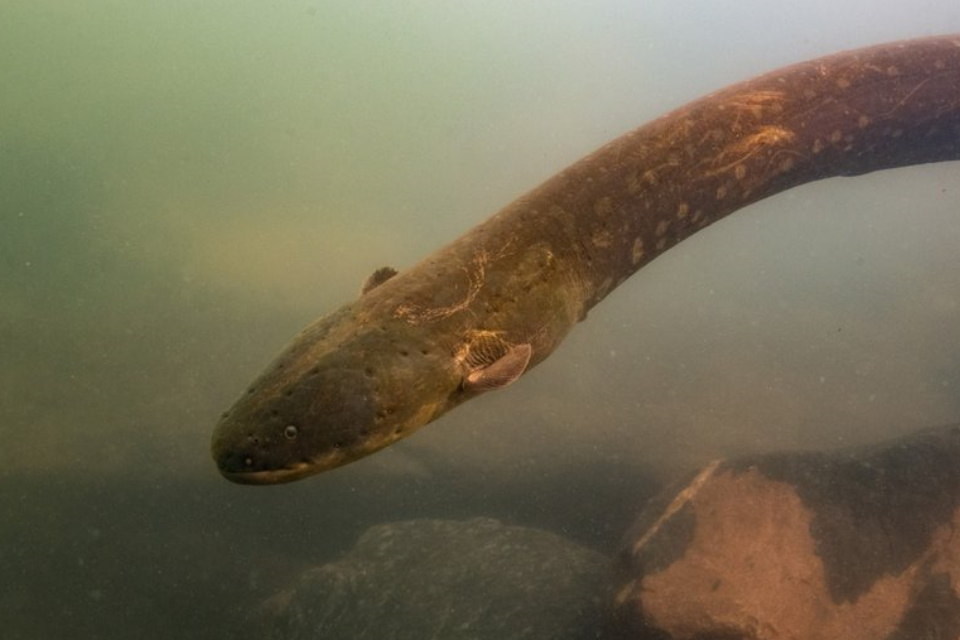 Peixe descoberto na Amazônia produz descarga de 860 volts