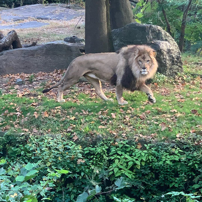 06182234884004 Mulher invade recinto de leão em zoológico de Nova York 06182234884004