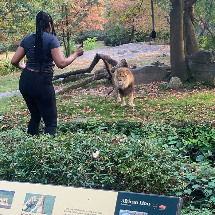 06182324117005 Mulher invade recinto de leão em zoológico de Nova York 06182324117005