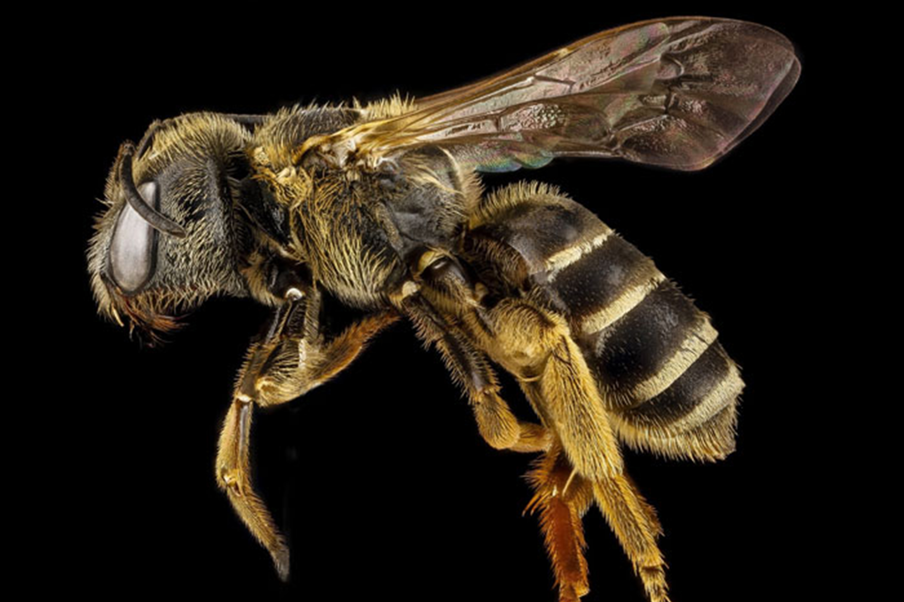 Abelhas são consideradas os seres mais importantes da Terra