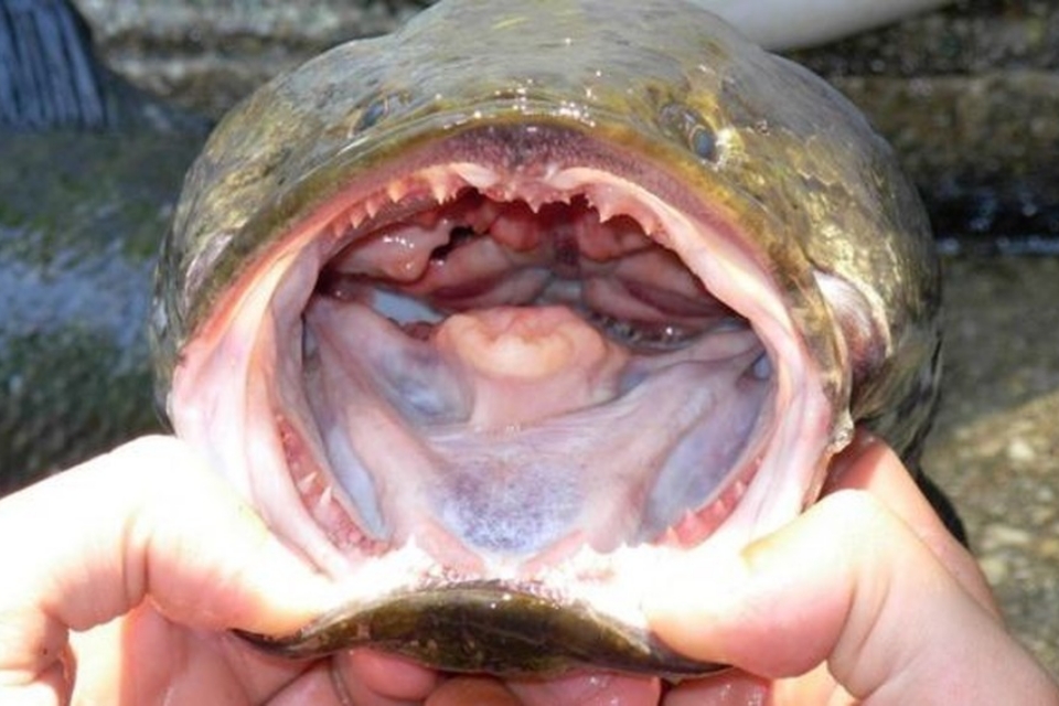 Conheça o peixe cabeça-de-cobra, que é capaz de viver fora d’água