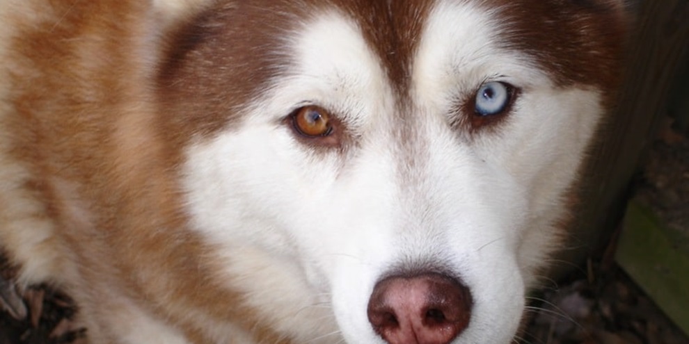Heterocromia em animais. (Fonte: Top Biologia/Reprodução)