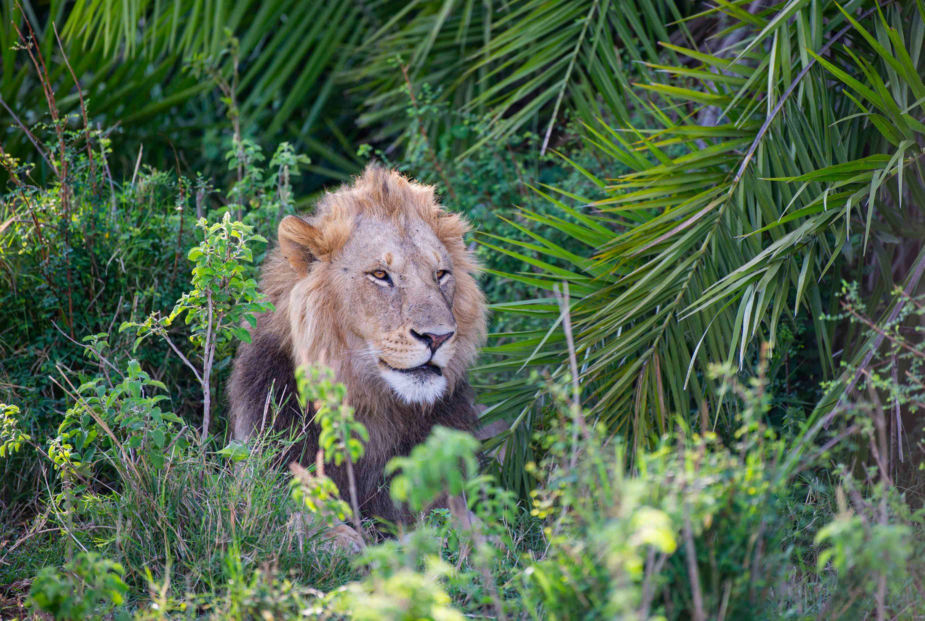 lion in the jungle