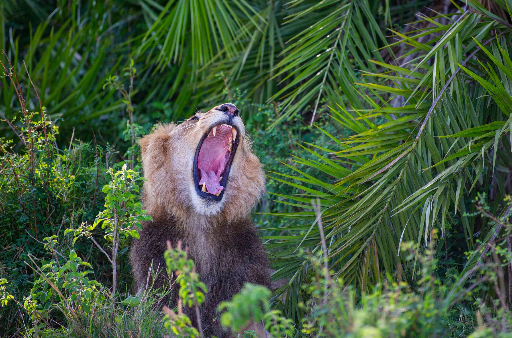 roaring lion