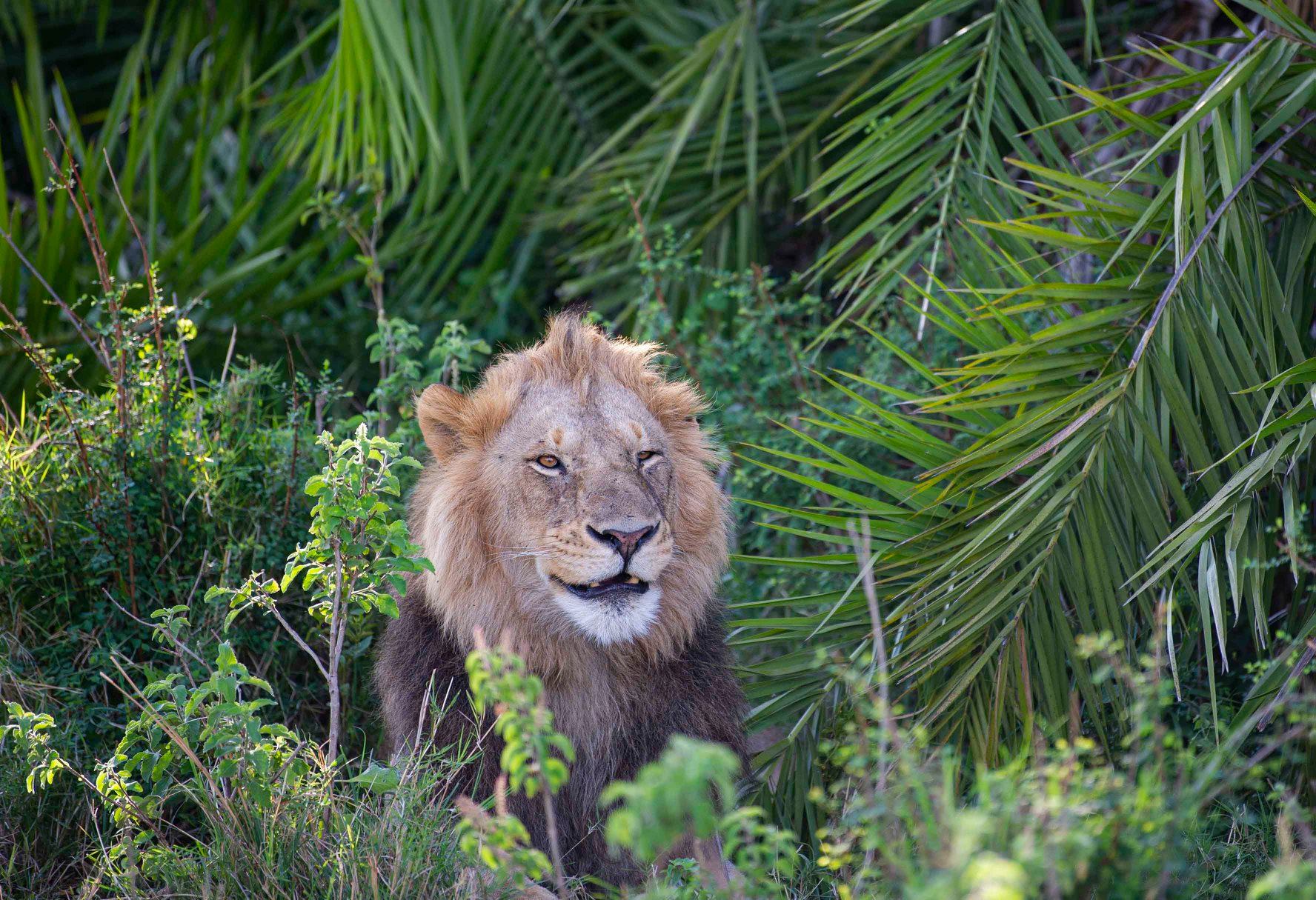 lion smiling