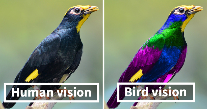 diferença na visão das cores