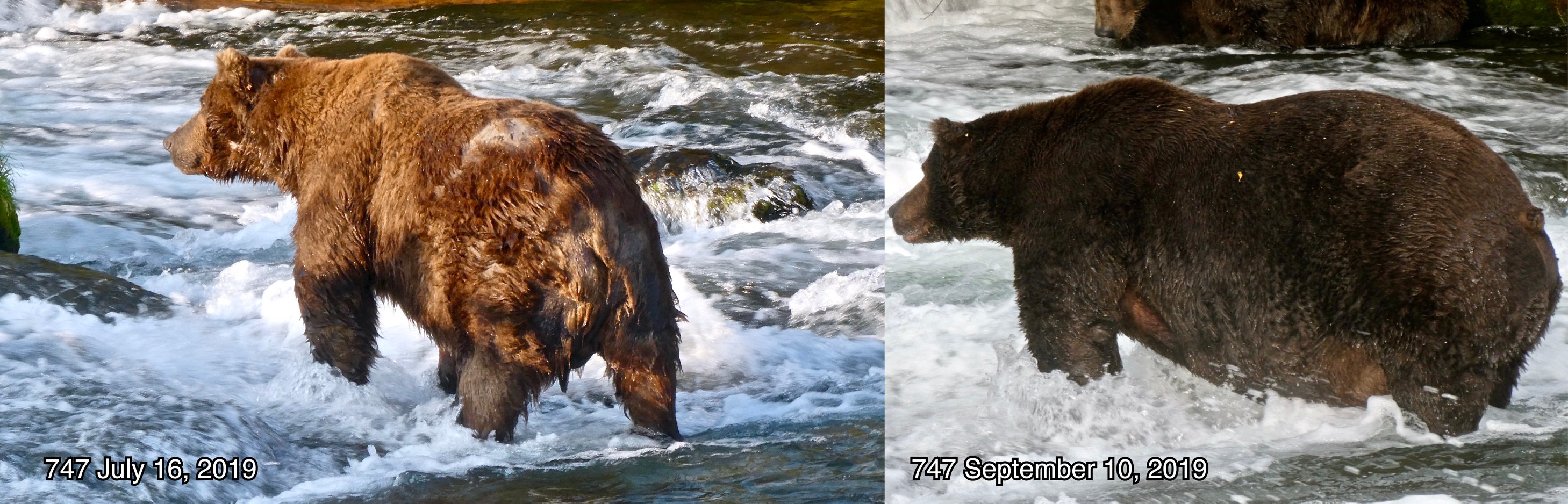 antes e depois de um urso
