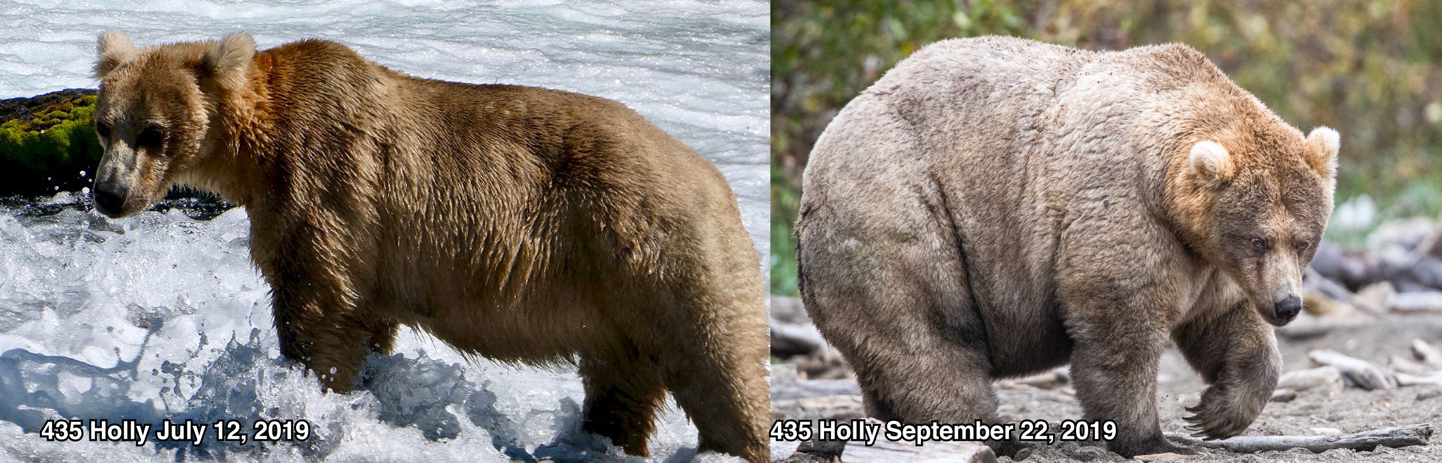 urso ganhador