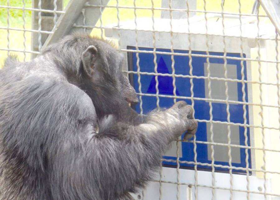 macaco participante do experimento
