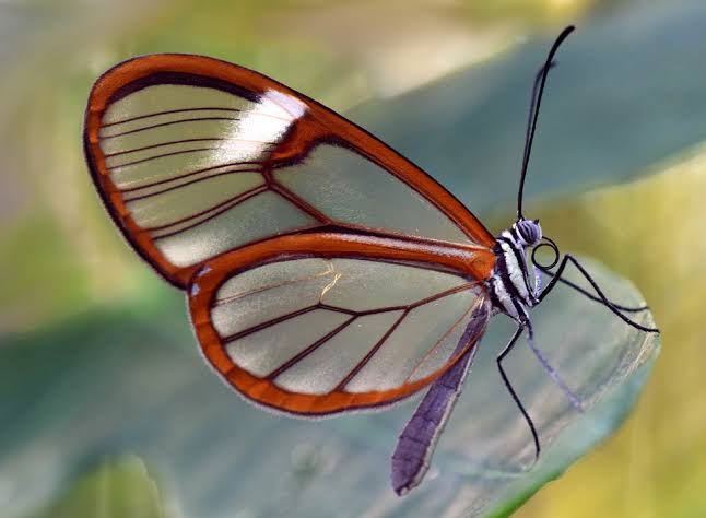 Borboleta-de-asa-de-vidro