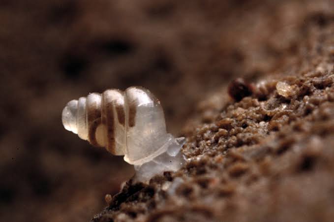 Caracol da concha transparente