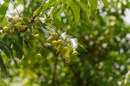 neem-azadirachta-indica-inseticida-natural-contra-dengue