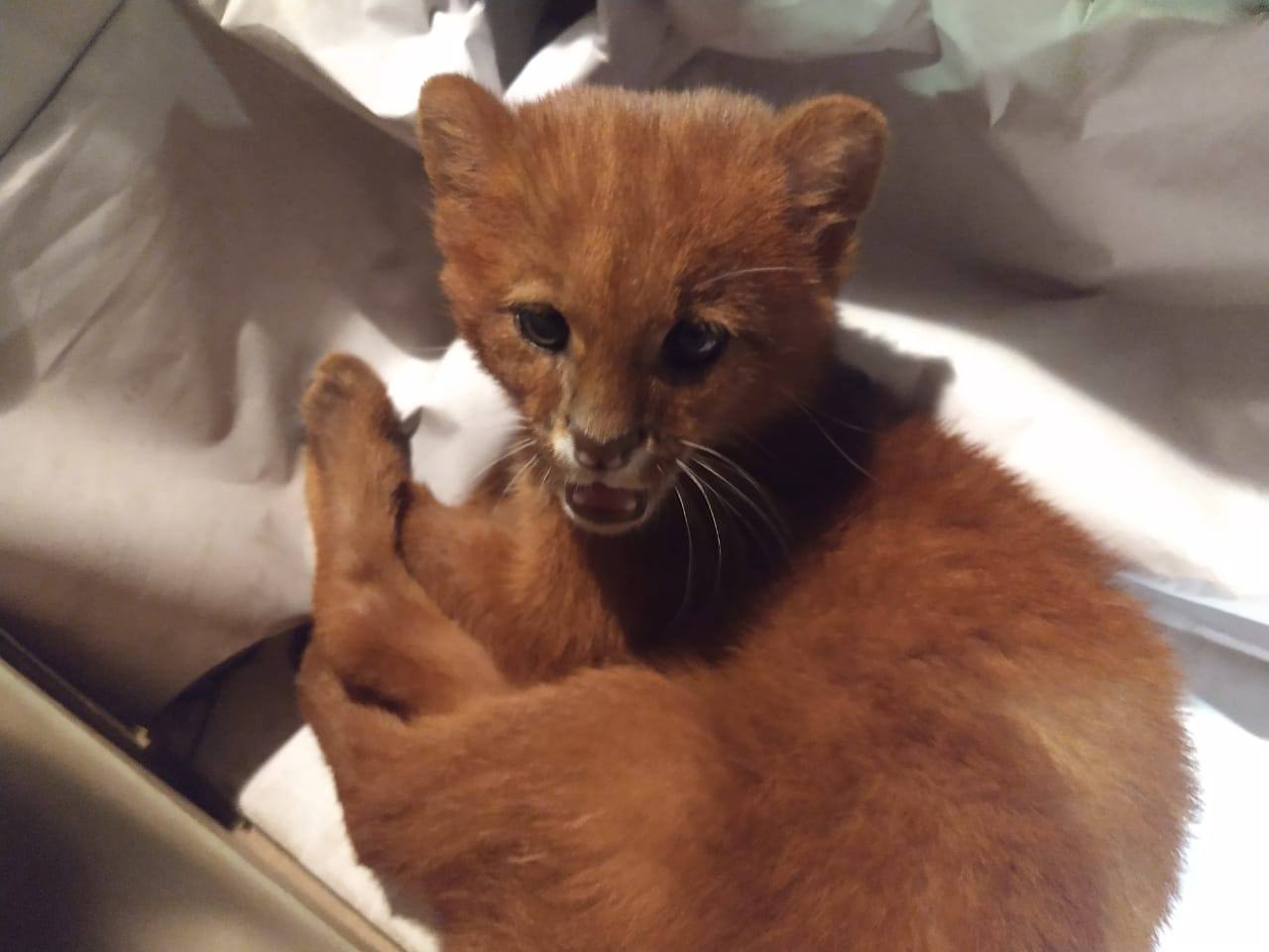 22103424225179 Jovem adota filhote de puma achando que era um gatinho felino resgatado