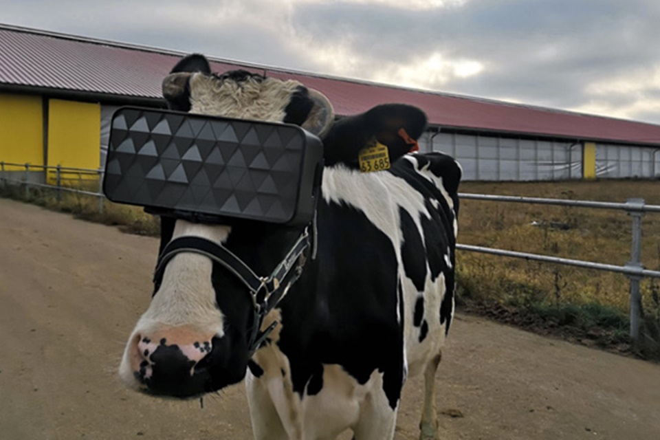 Vacas estão usando headsets VR na Rússia – entenda