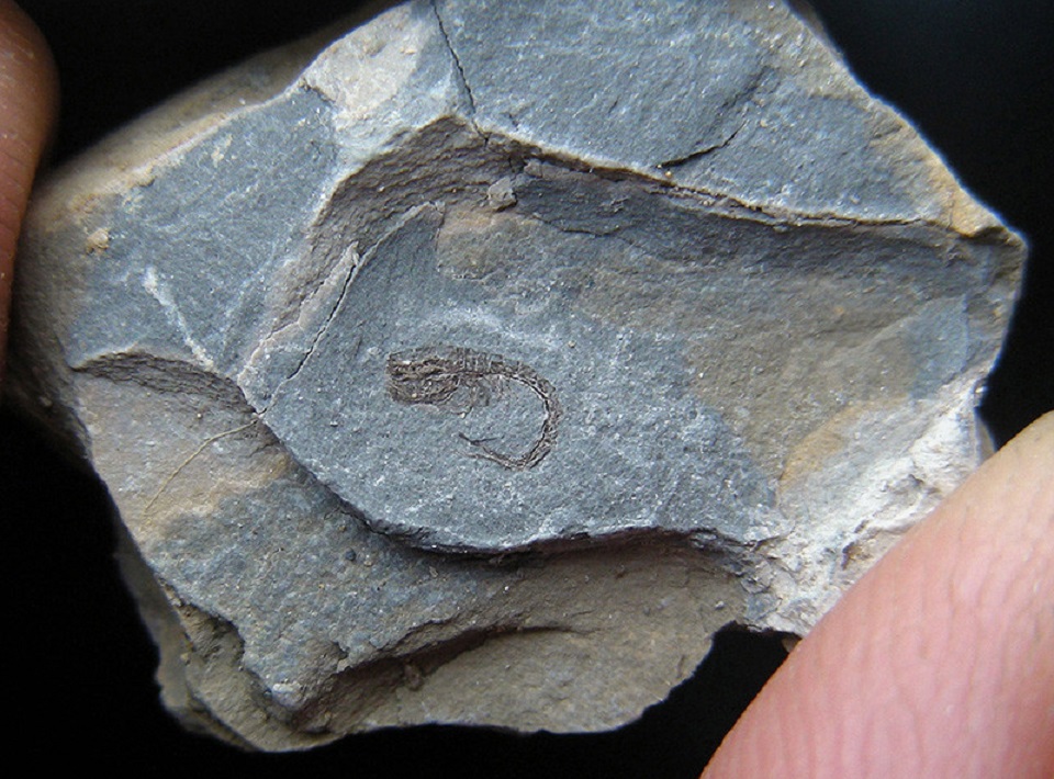 Camarão vírgula mais antigo do mundo foi encontrado na Colômbia