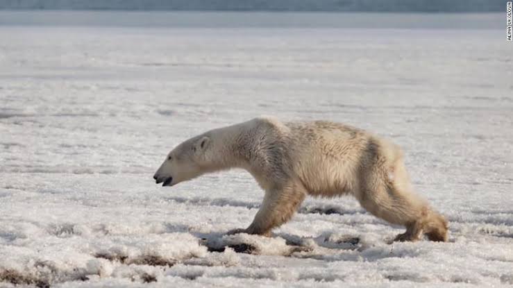 https://edition.cnn.com/2019/05/06/world/one-million-species-threatened-extinction-humans-scn-intl/index.html