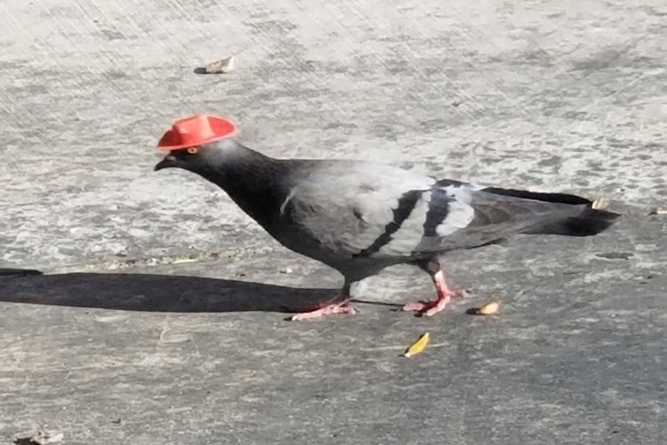 Pombos com chapéu de cowboy são mistério em Las Vegas