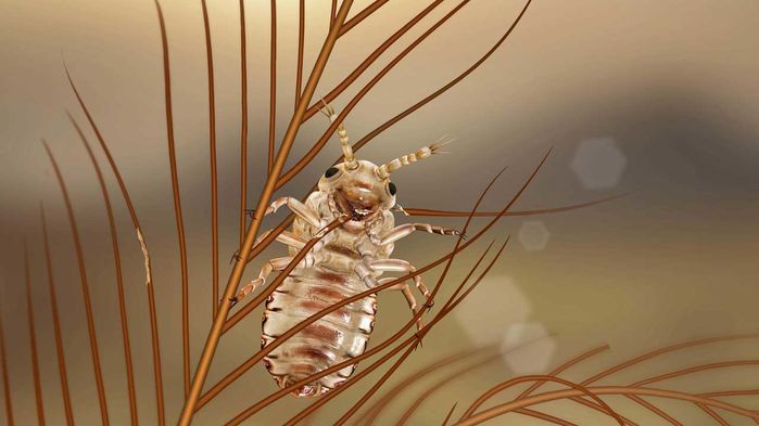 https://www.sciencemag.org/news/2019/12/even-dinosaurs-had-lice-fossils-entombed-amber-reveal
