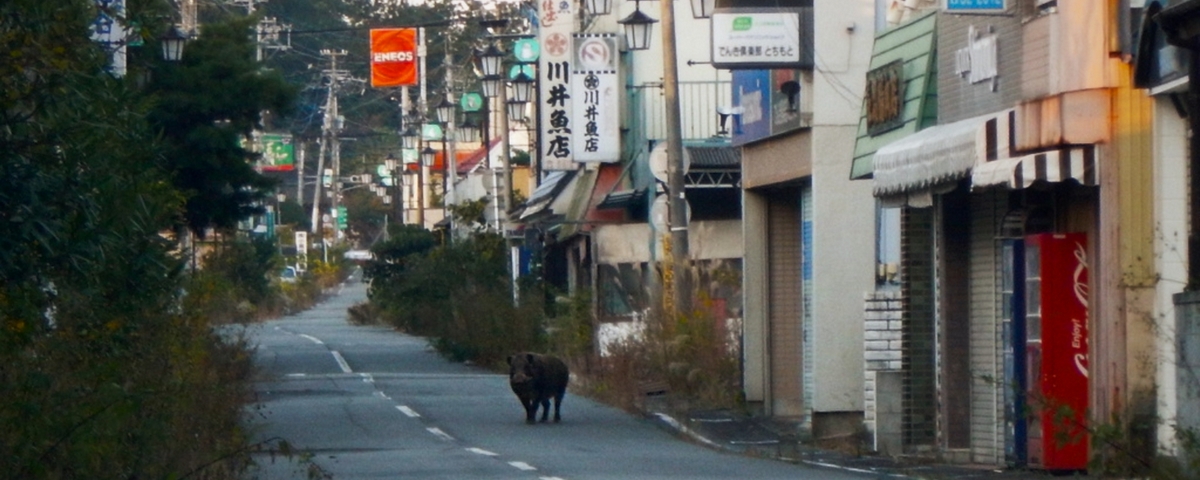 Imagem de: Fukushima: vida selvagem floresce na zona de exclusão da usina nuclear